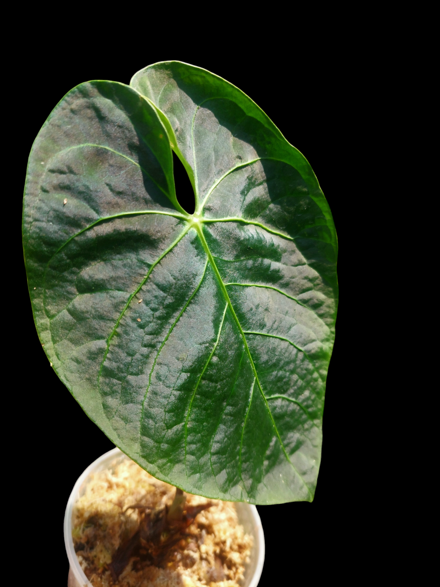 Anthurium sp. 'Huanuquense Dark Velvet' Wild Ecotype (EXACT PLANT)