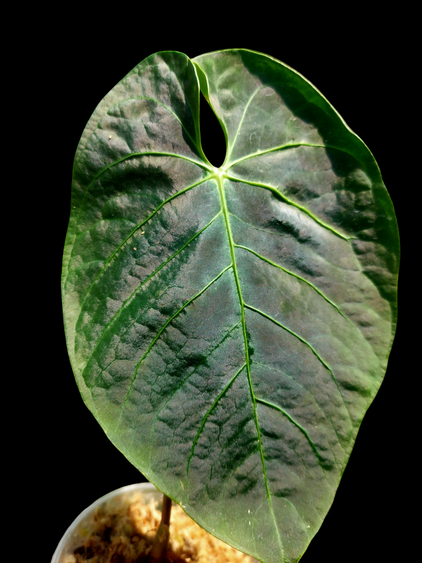 Anthurium sp. 'Huanuquense Dark Velvet' Wild Ecotype (EXACT PLANT)