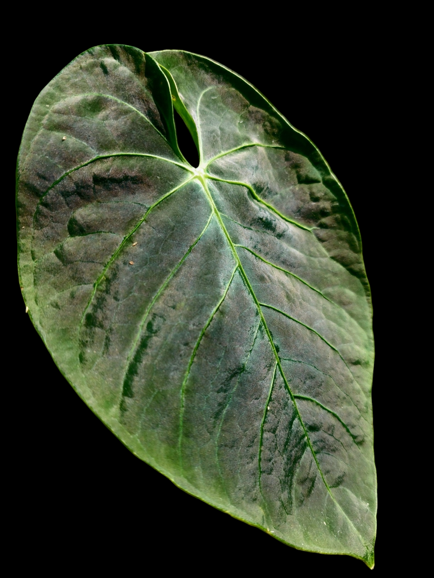 Anthurium sp. 'Huanuquense Dark Velvet' Wild Ecotype (EXACT PLANT)