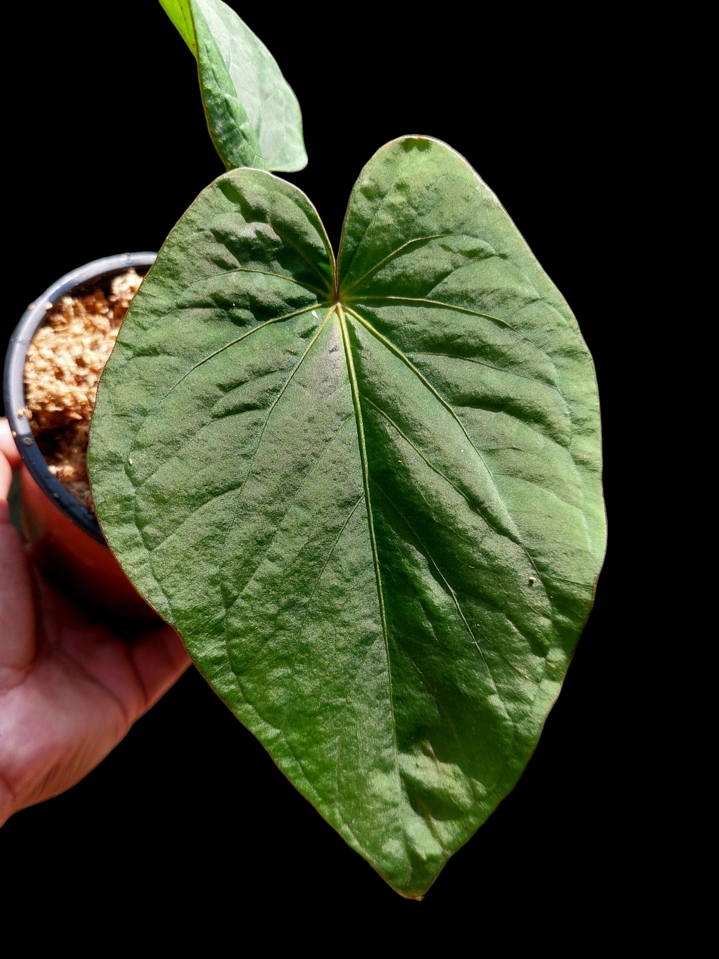 Anthurium kunayalense Croat & Vannini Wild Ecotype (EXACT PLANT)