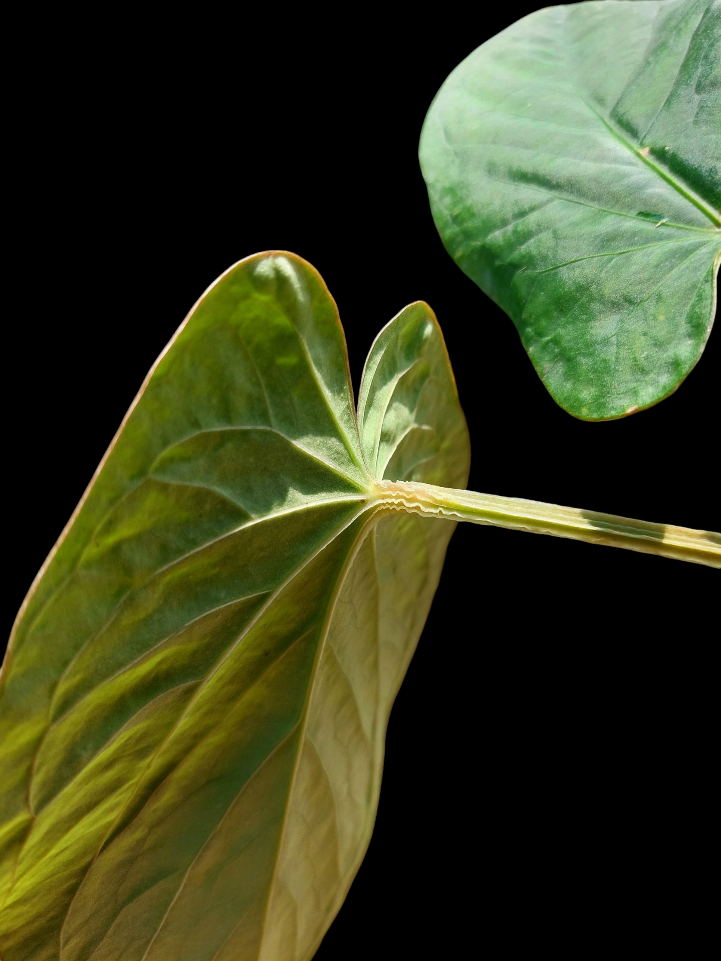 Anthurium kunayalense Croat & Vannini Wild Ecotype (EXACT PLANT)