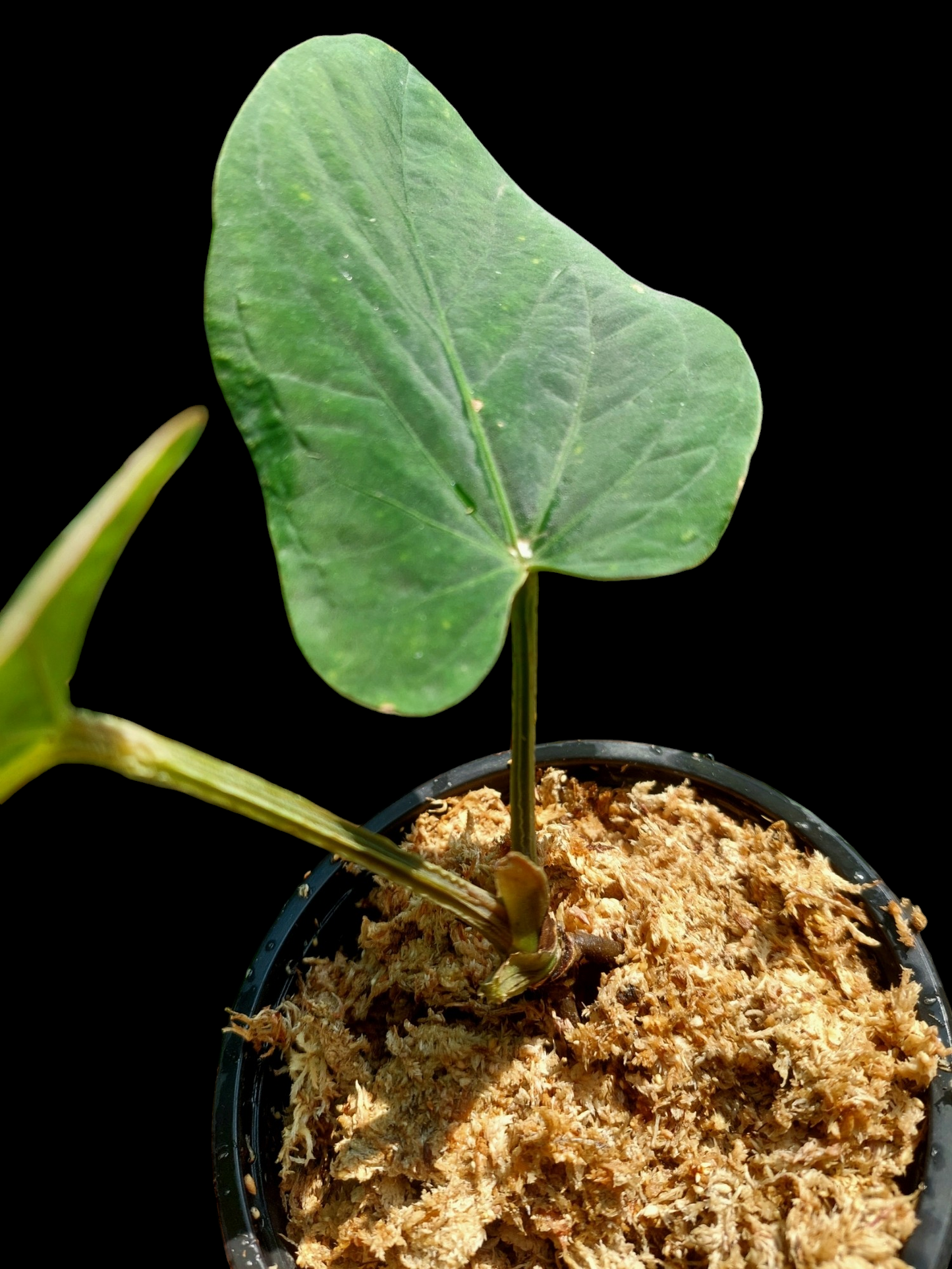 Anthurium kunayalense Croat & Vannini Wild Ecotype (EXACT PLANT)