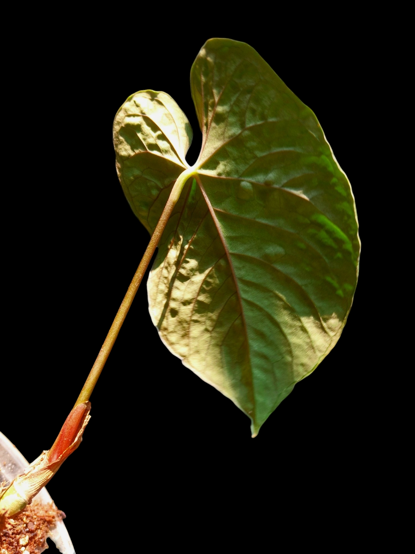 Anthurium Sp. Purple (EXACT PLANT)