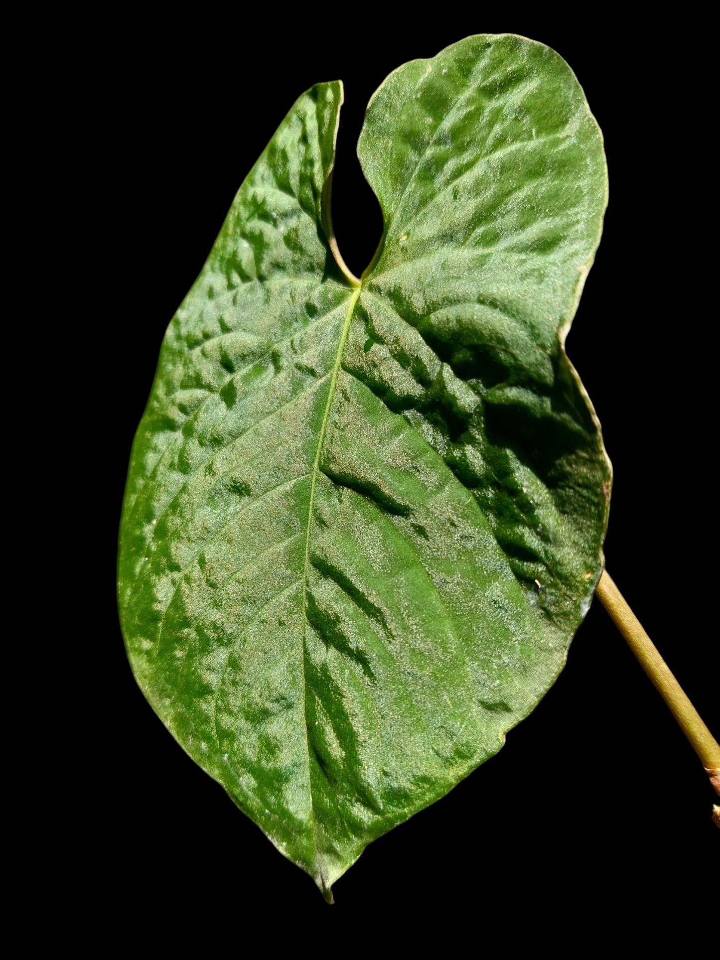 Anthurium Sp. Purple (EXACT PLANT)