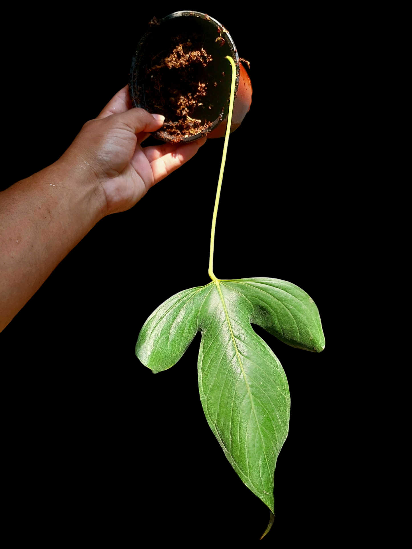 Anthurium sp "Monzon" (EXACT PLANT)