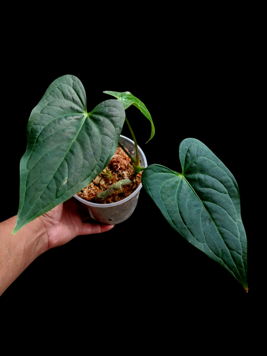 Anthurium sp. "Tarapoto Dark Velvet" Small Size with 3 Leaves (EXACT PLANT)