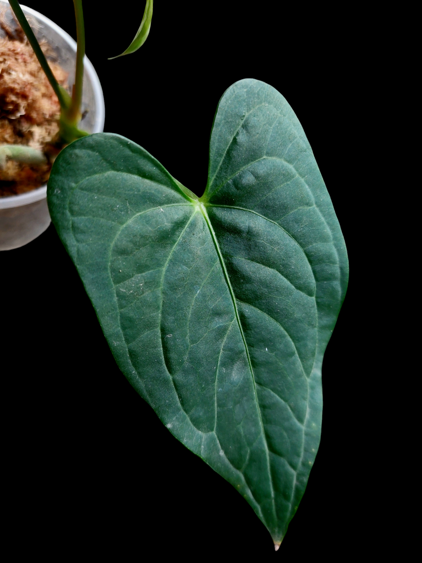 Anthurium sp. "Tarapoto Dark Velvet" Small Size with 3 Leaves (EXACT PLANT)