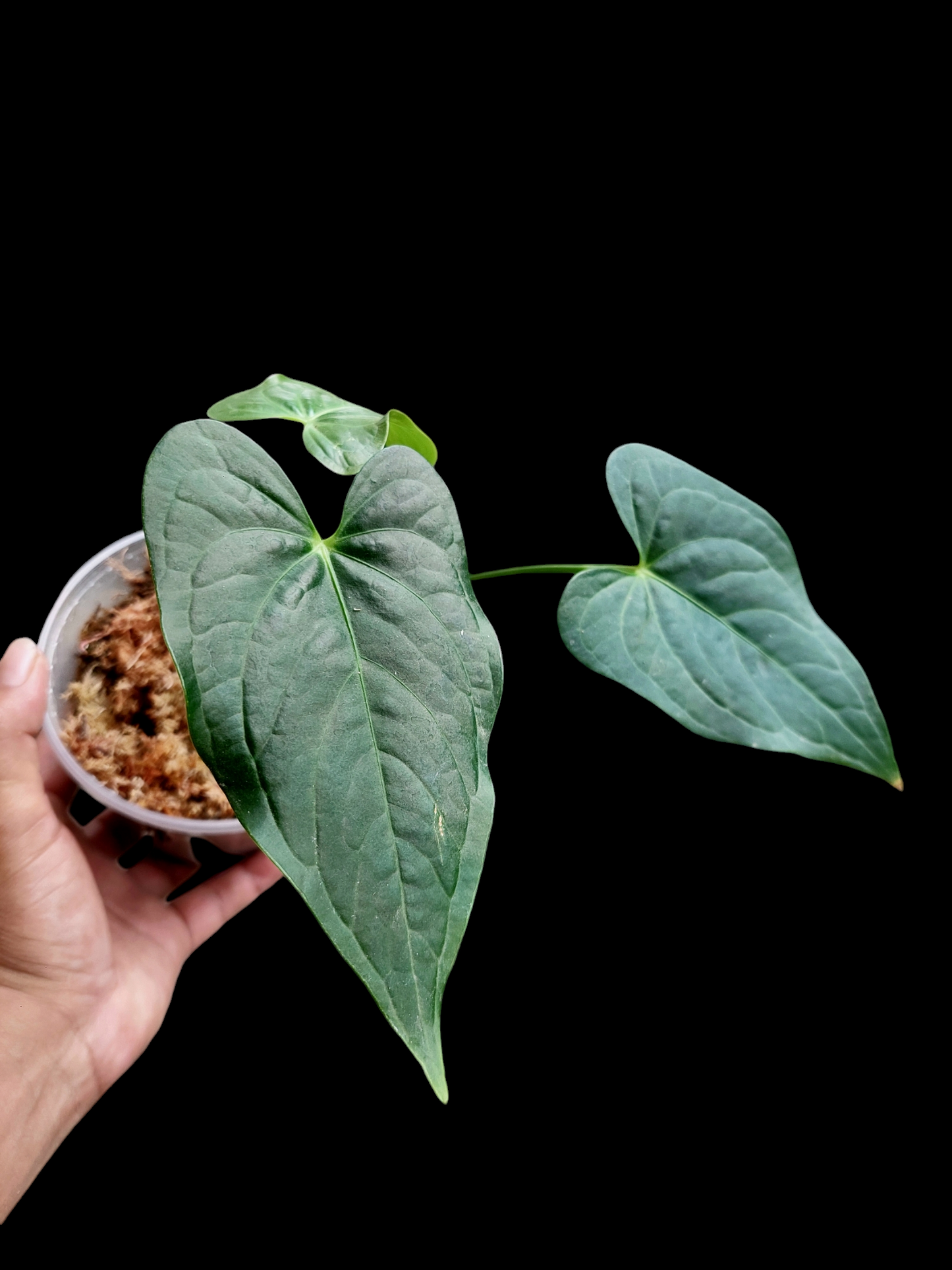 Anthurium sp. "Tarapoto Dark Velvet" Small Size with 3 Leaves (EXACT PLANT)