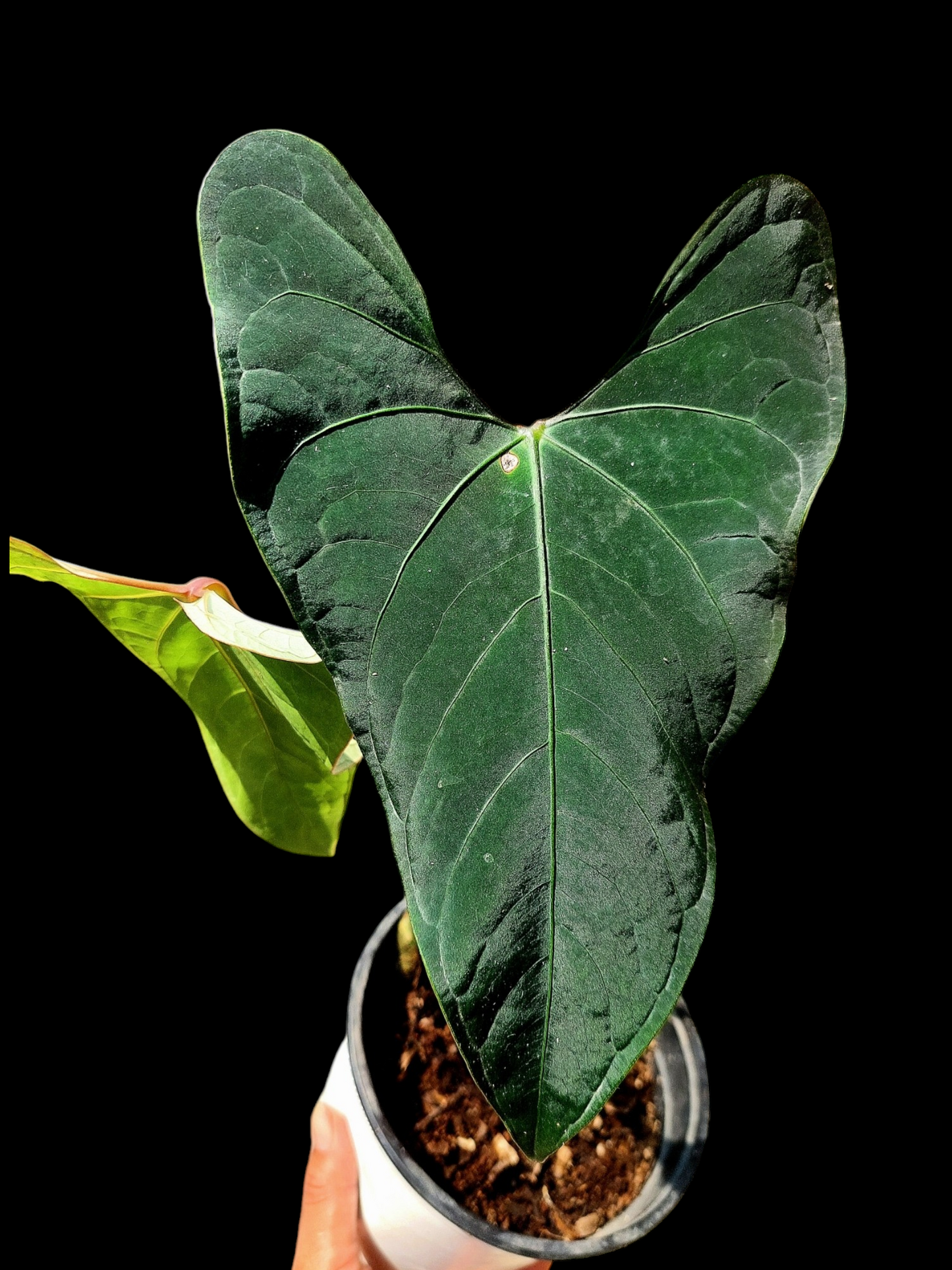 Anthurium sp. 'Huanuco Dark Velvet' 2 Leaves (EXACT PLANT)