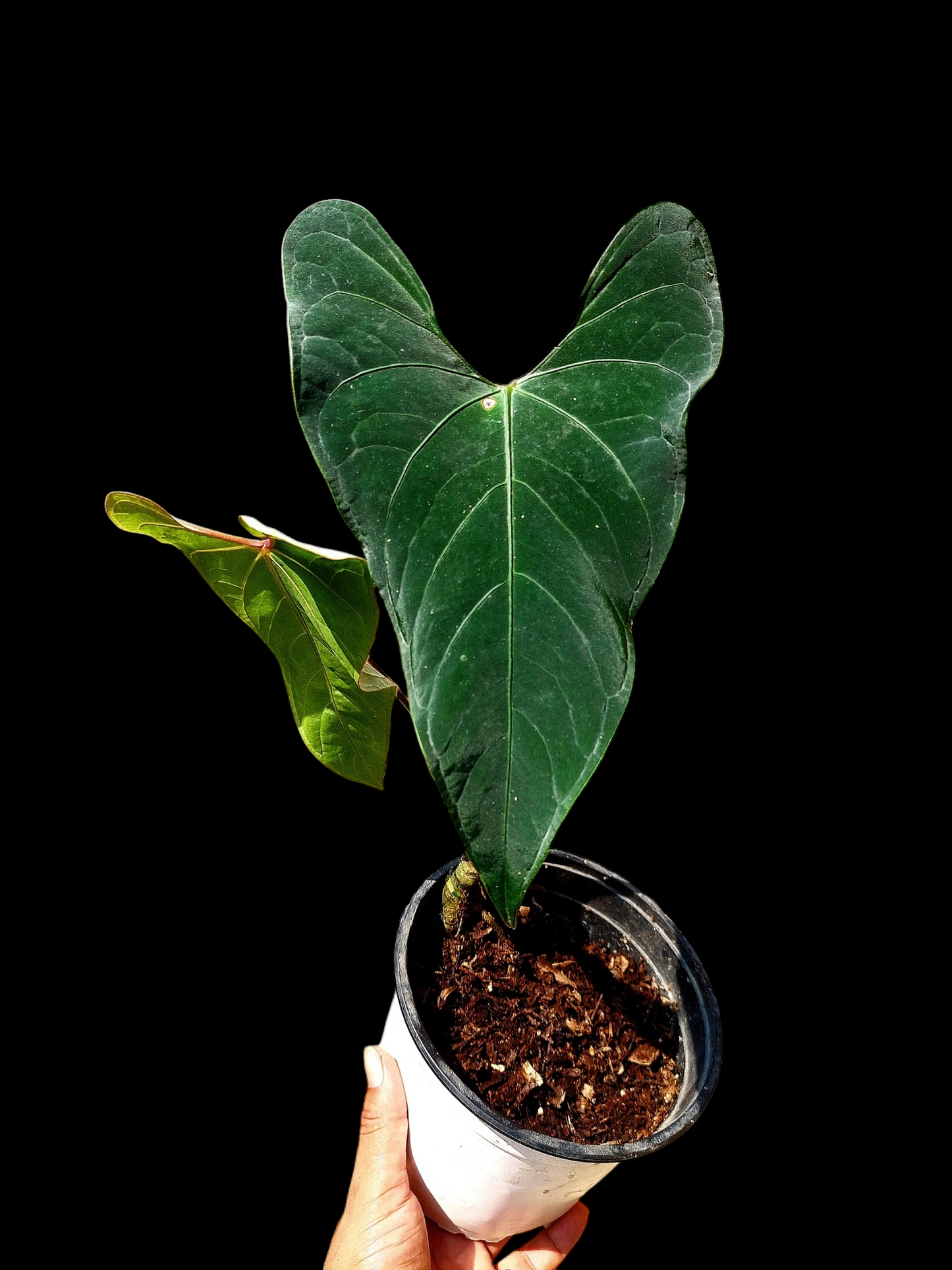 Anthurium sp. 'Huanuco Dark Velvet' 2 Leaves (EXACT PLANT)