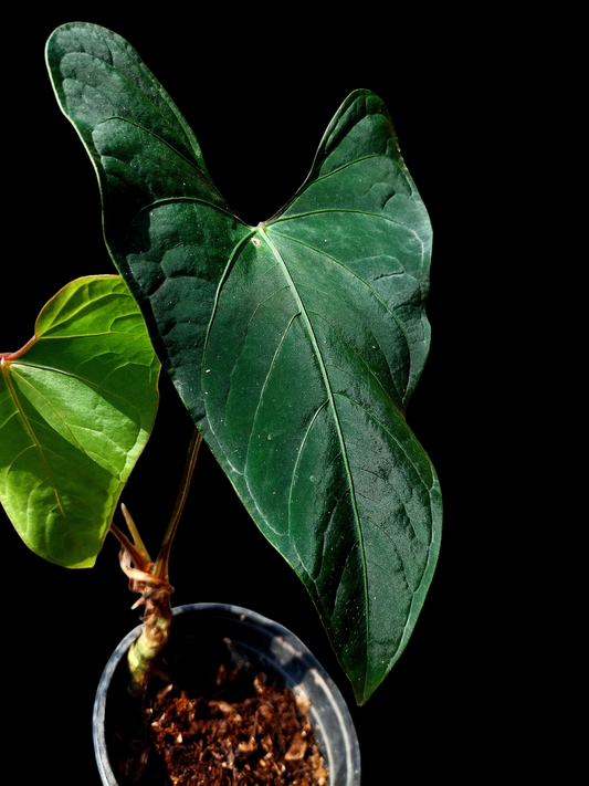 Anthurium sp. 'Huanuco Dark Velvet' 2 Leaves (EXACT PLANT)