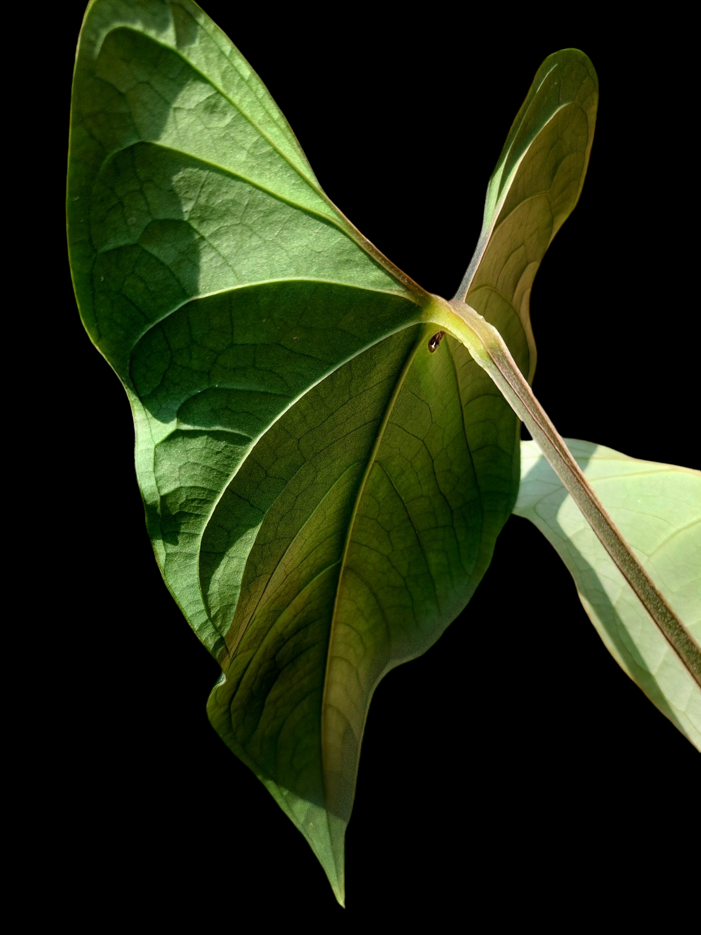 Anthurium sp. 'Huanuco Dark Velvet' 2 Leaves (EXACT PLANT)