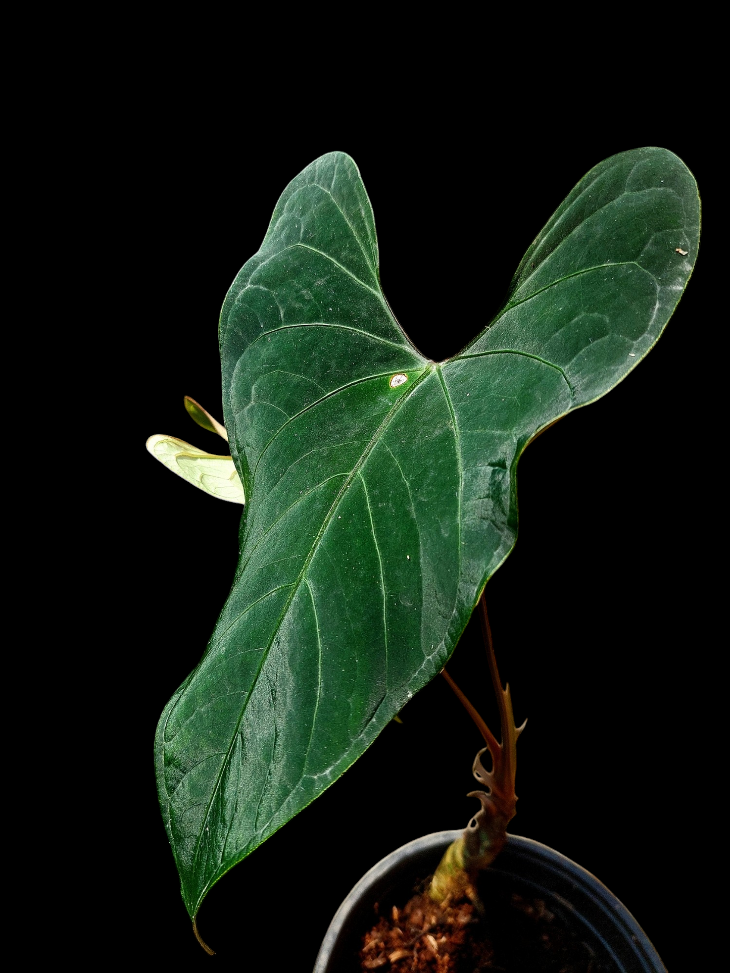 Anthurium sp. 'Huanuco Dark Velvet' 2 Leaves (EXACT PLANT)