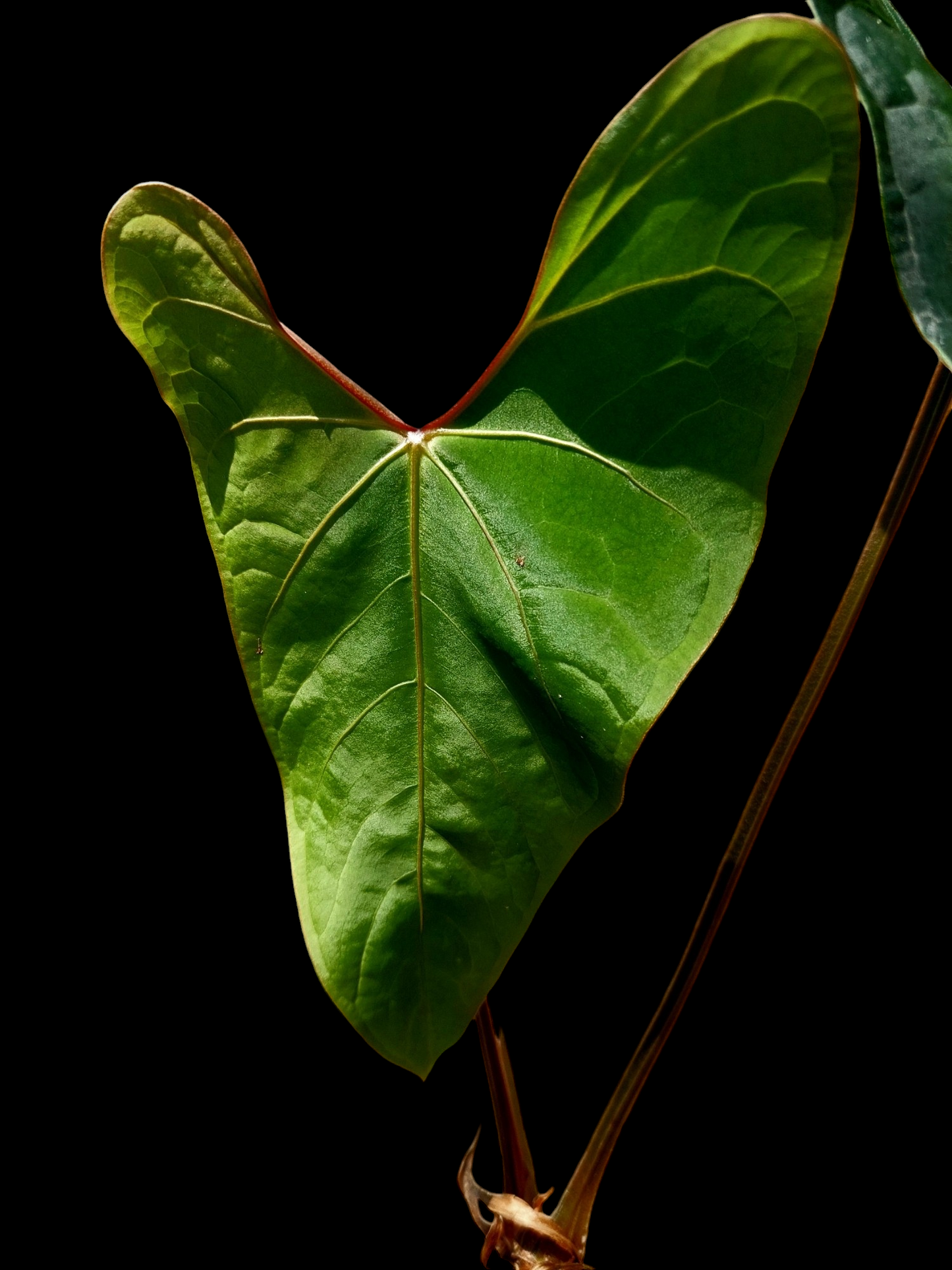 Anthurium sp. 'Huanuco Dark Velvet' 2 Leaves (EXACT PLANT)