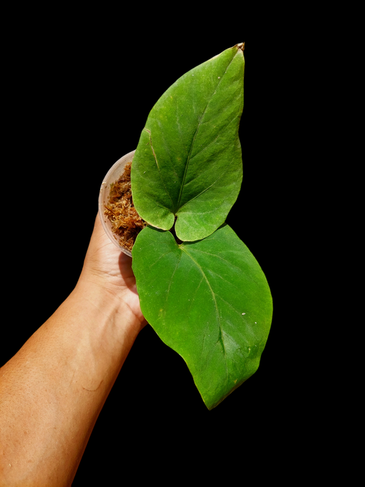 Anthurium Kunayalense Wild Ecotype (EXACT PLANT)