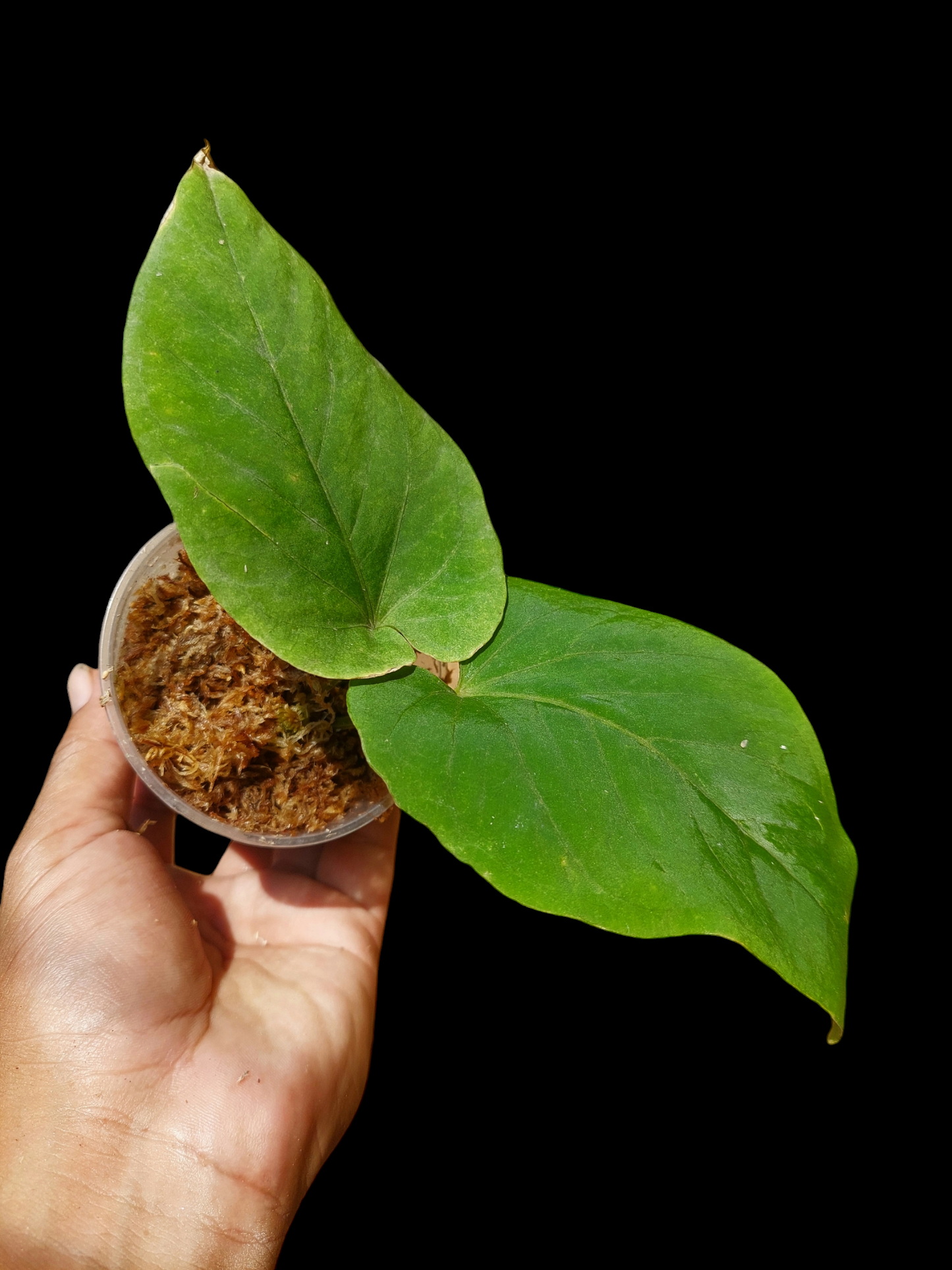 Anthurium Kunayalense Wild Ecotype (EXACT PLANT)