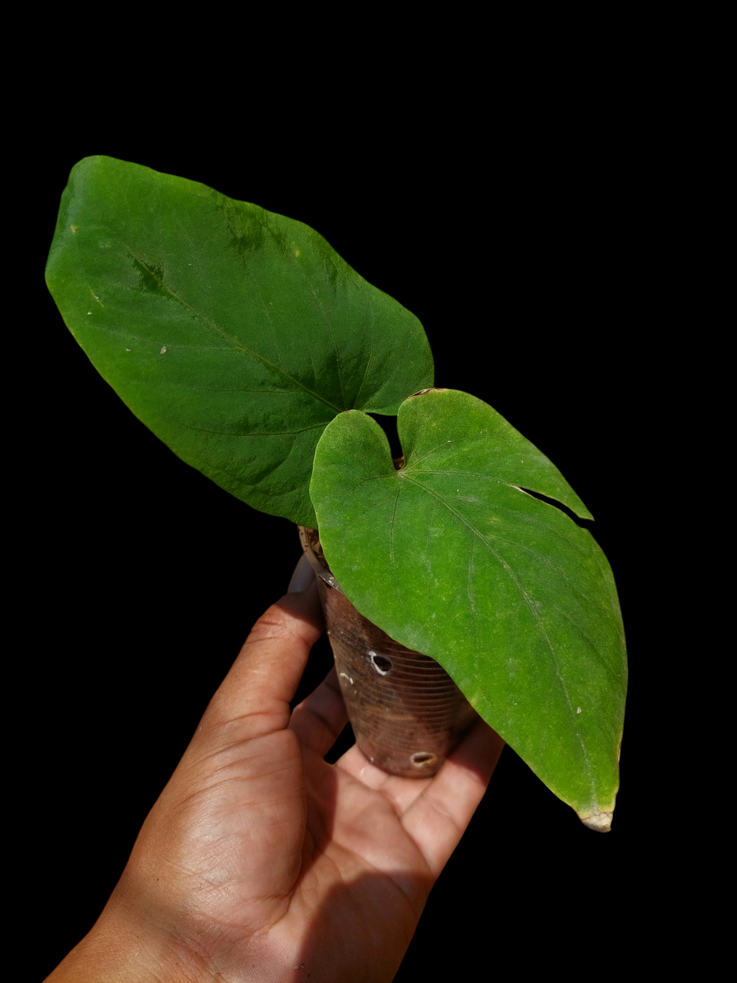 Anthurium Kunayalense Wild Ecotype (EXACT PLANT)