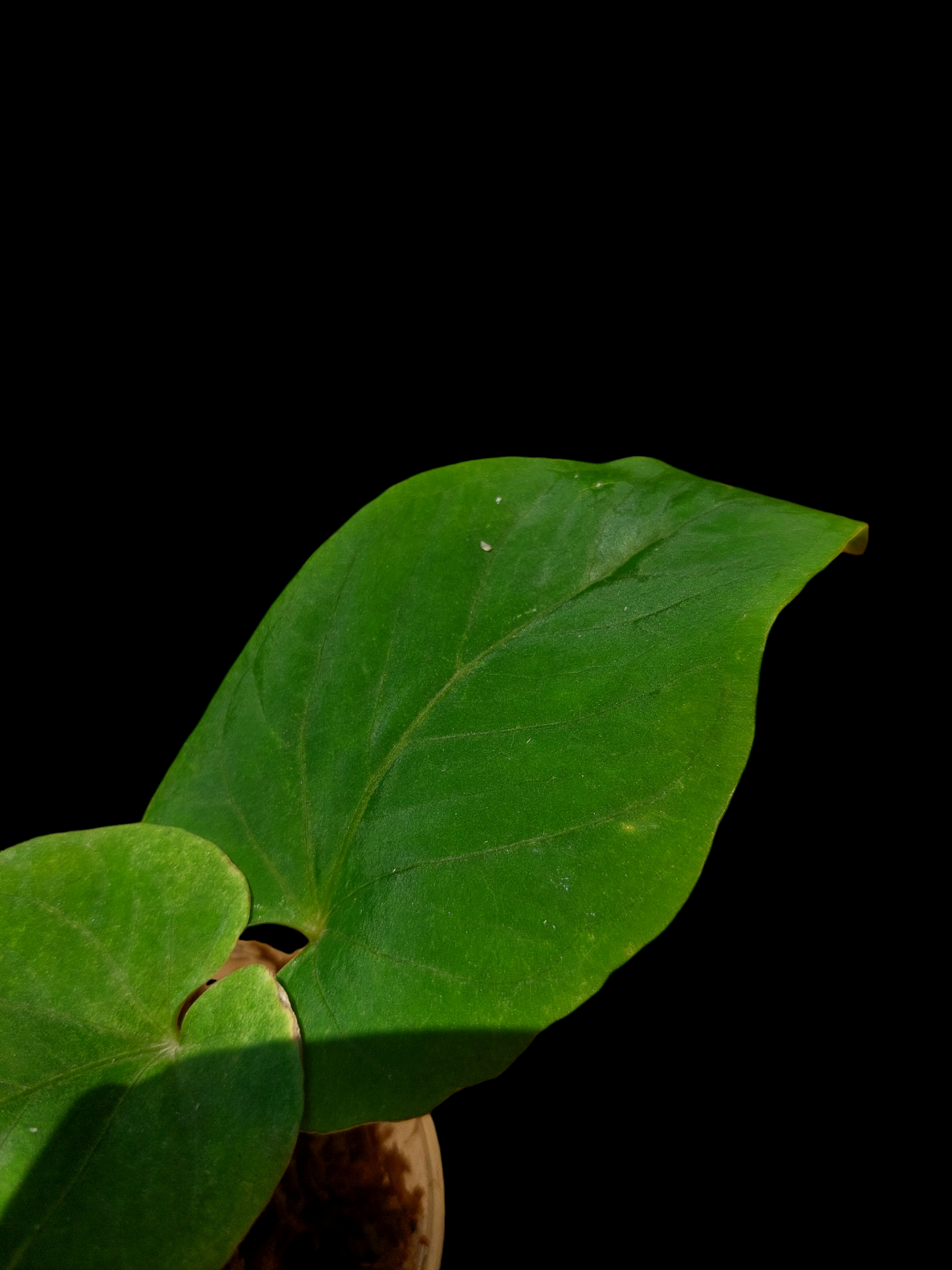 Anthurium Kunayalense Wild Ecotype (EXACT PLANT)