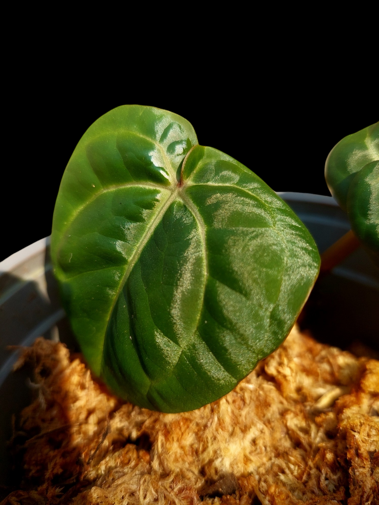 Anthurium Carlablackiae with 2 Leaves Wild Ecotype Pure Specie (EXACT PLANT)