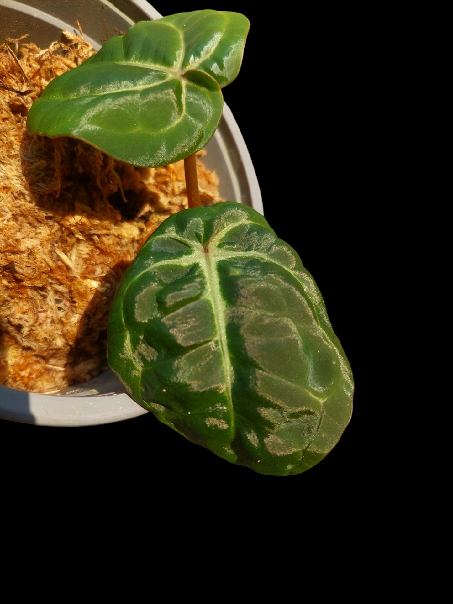 Anthurium Carlablackiae with 2 Leaves Wild Ecotype Pure Specie (EXACT PLANT)