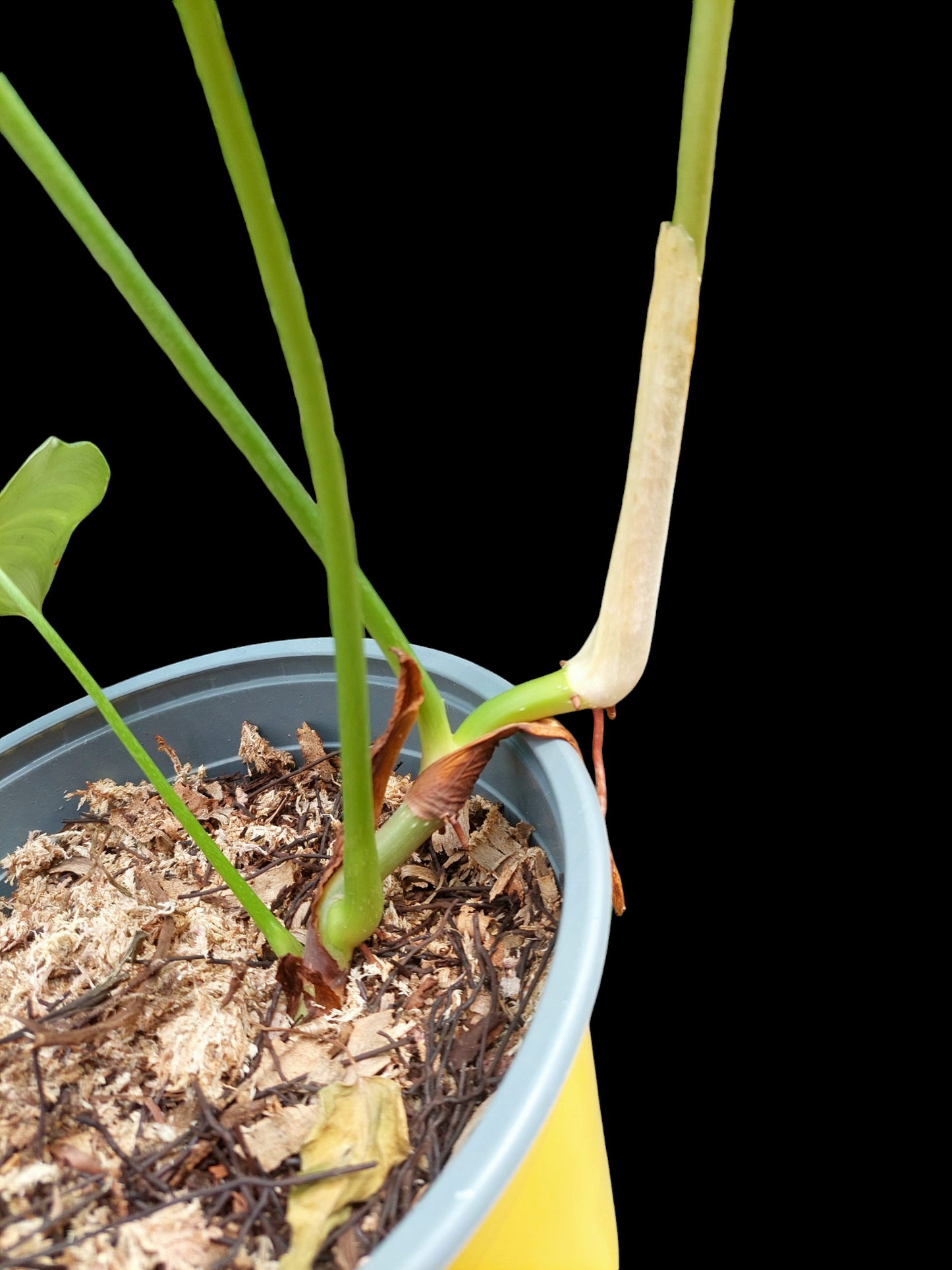 Philodendron sp. 'Silver Angel' with 4 Leaves (EXACT PLANT)