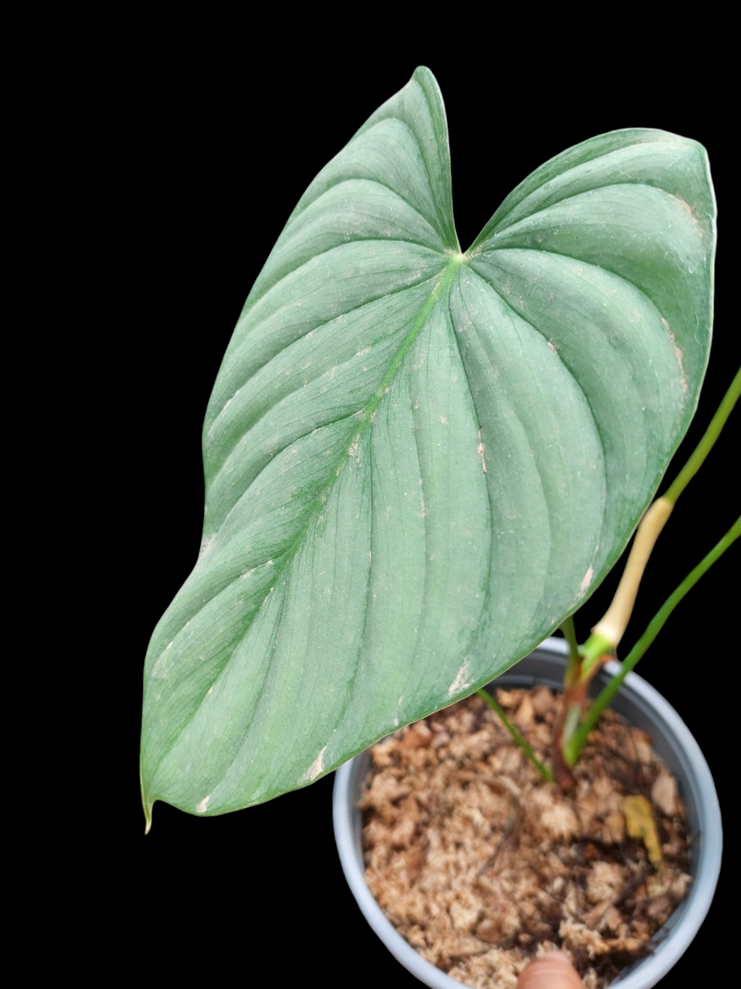 Philodendron sp. 'Silver Angel' with 4 Leaves (EXACT PLANT)