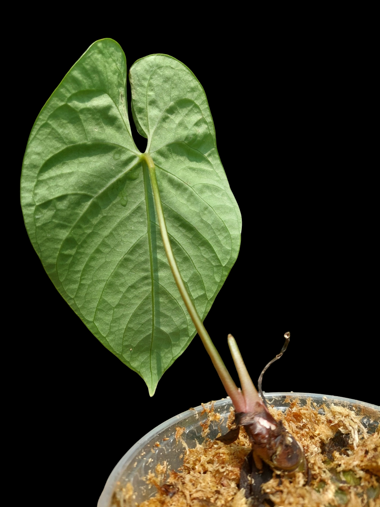 Anthurium sp. 'Huanuquense Velvet' Small Size (EXACT PLANT)