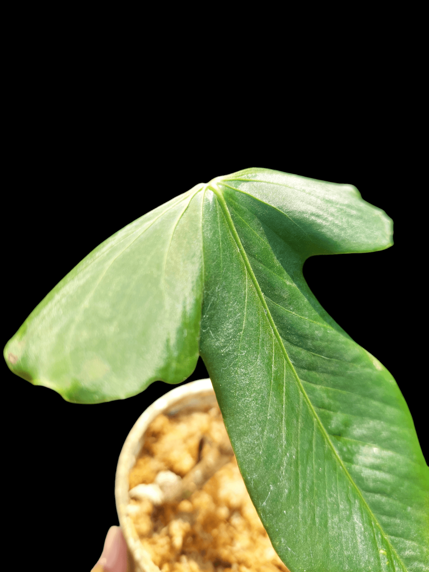 anthurium argyrostachyum velvet Anthurium Argyrostachyum 'Velvety' Wild Ecotype (EXACT PLANT)