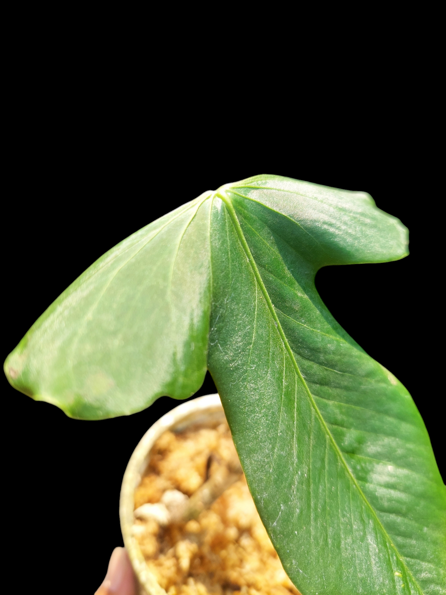 Anthurium Argyrostachyum 'Velvety' Wild Ecotype (EXACT PLANT)