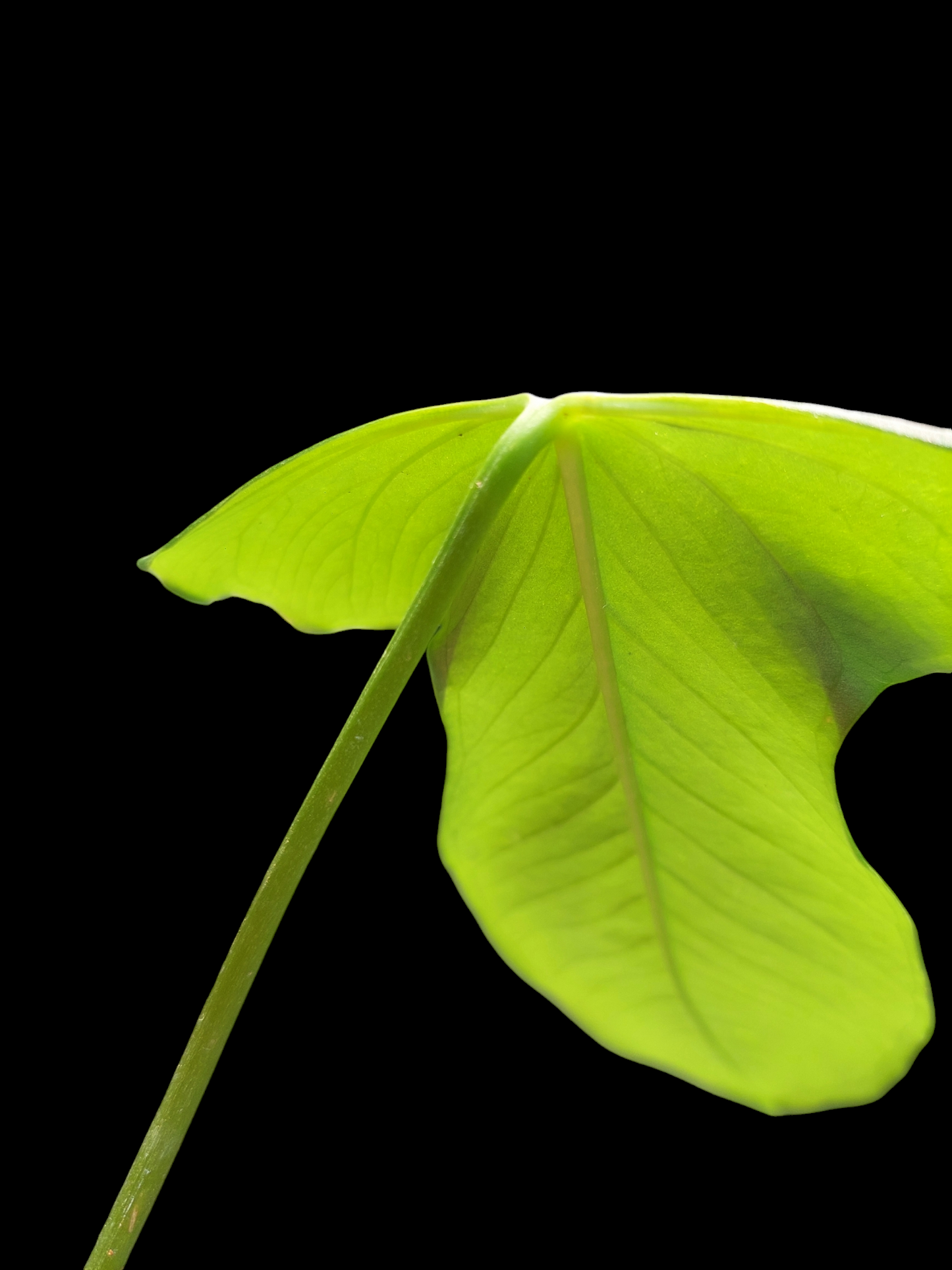 Anthurium Argyrostachyum 'Velvety' Wild Ecotype (EXACT PLANT)