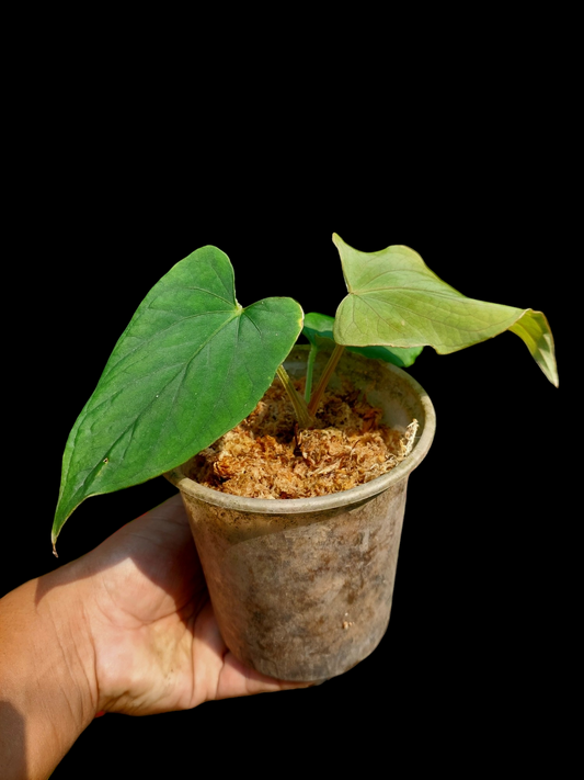 Anthurium Kunayalense 'Cerro Brujas' Wild ecotype (EXACT PLANT)