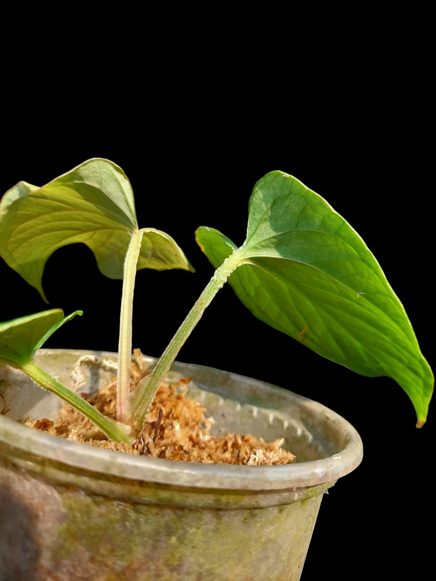 Anthurium Kunayalense 'Cerro Brujas' Wild ecotype (EXACT PLANT)