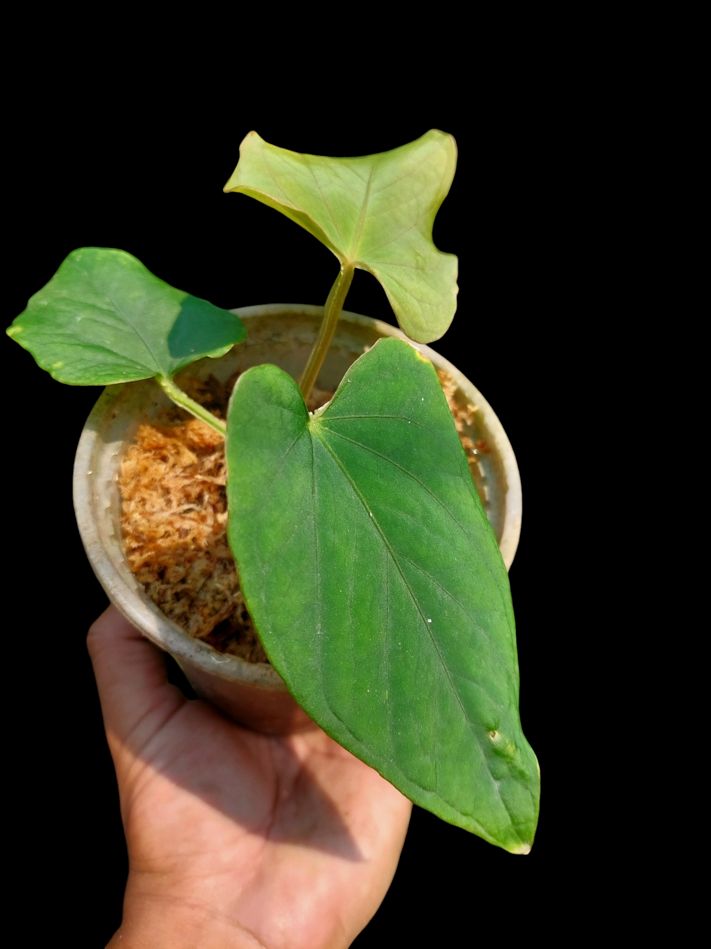 Anthurium Kunayalense 'Cerro Brujas' Wild ecotype (EXACT PLANT)