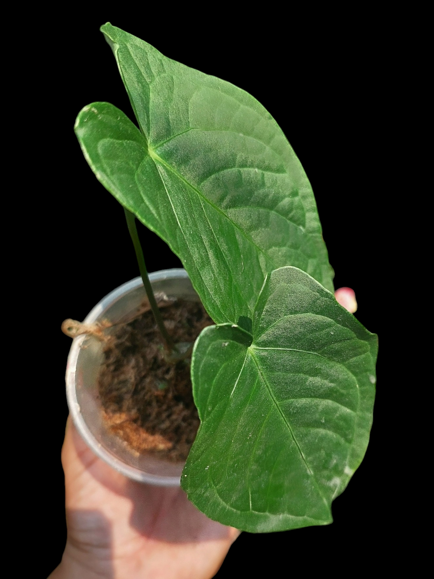 Anthurium sp. "Tarapoto Velvet" Small Size 2 Leaves (EXACT PLANT)