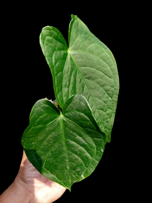 Anthurium sp. "Tarapoto Velvet" Small Size 2 Leaves (EXACT PLANT)