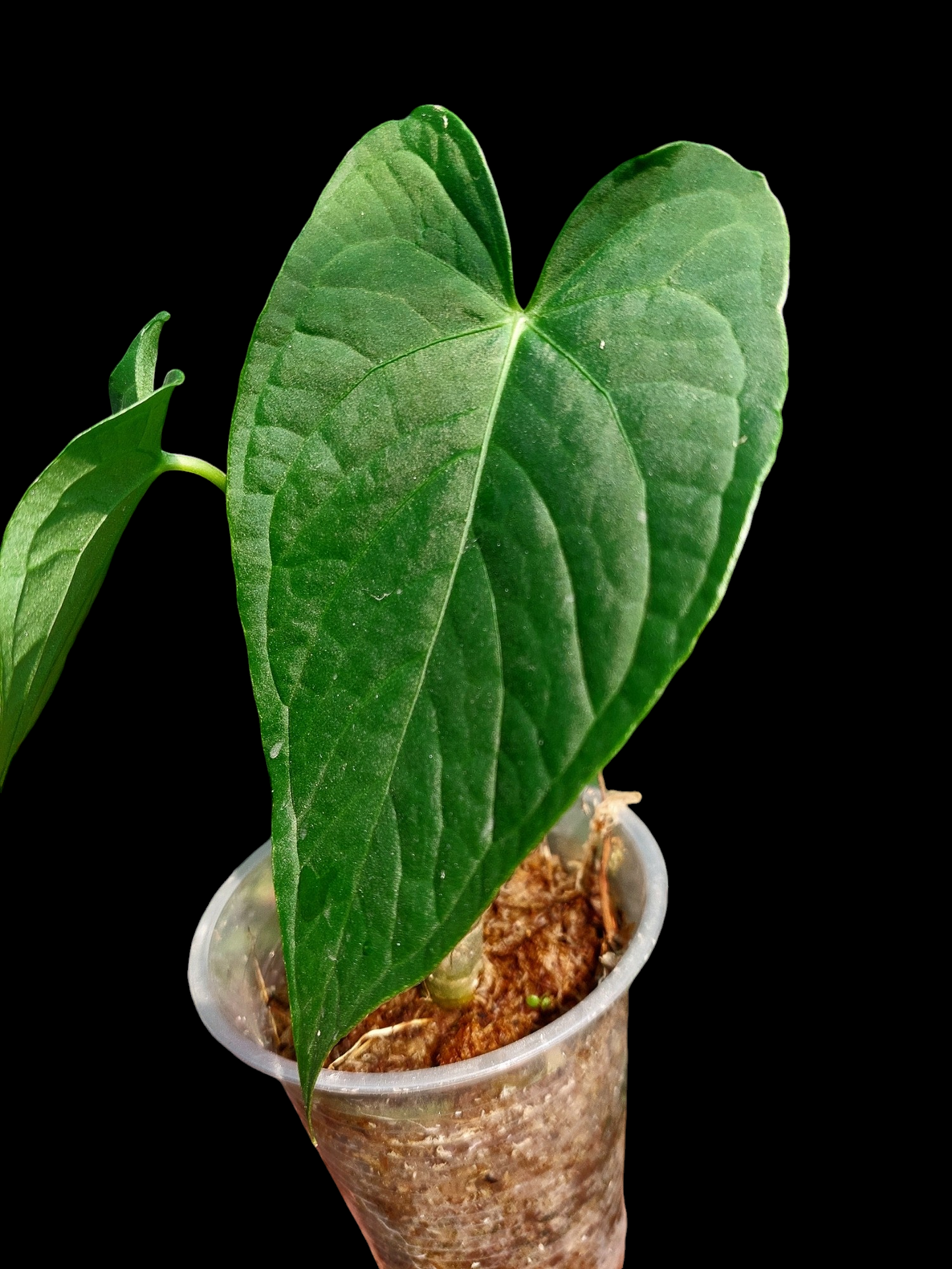 Anthurium sp. "Tarapoto Velvet" Small Size 2 Leaves (EXACT PLANT)