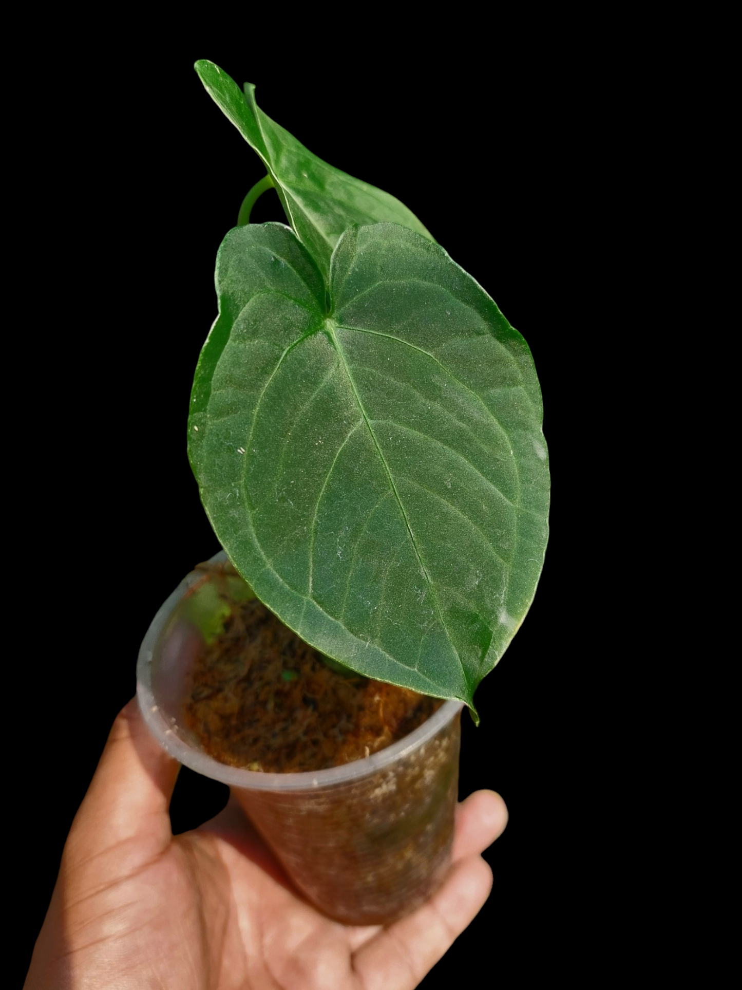 Anthurium sp. "Tarapoto Velvet" Small Size 2 Leaves (EXACT PLANT)