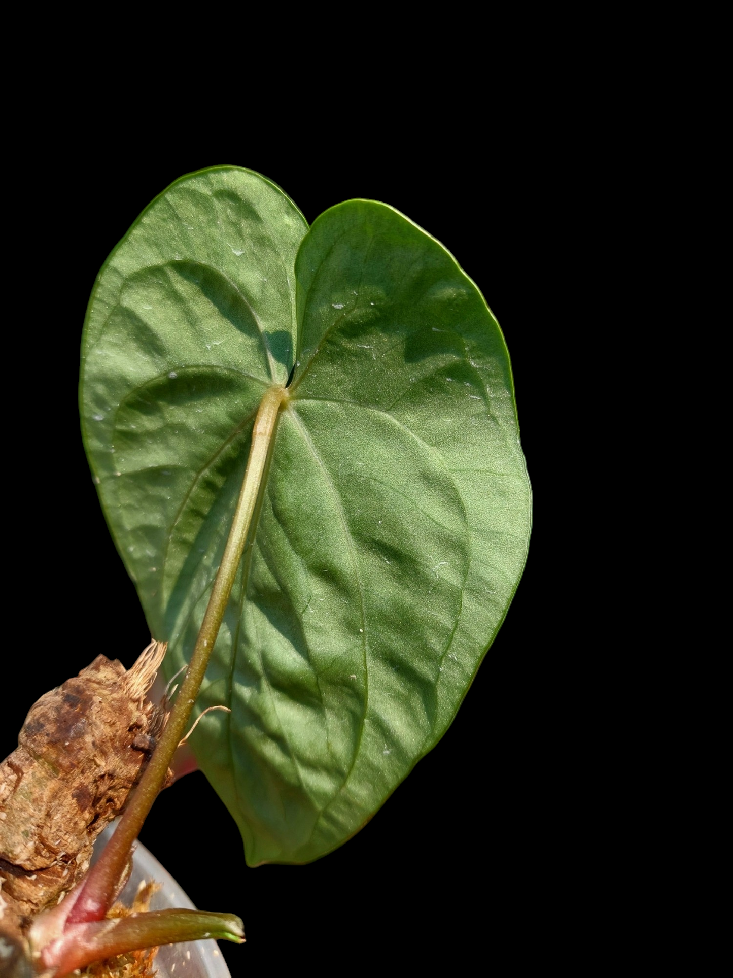 Anthurium sp. 'Huanuquense Velvet' XSmall Size (EXACT PLANT)