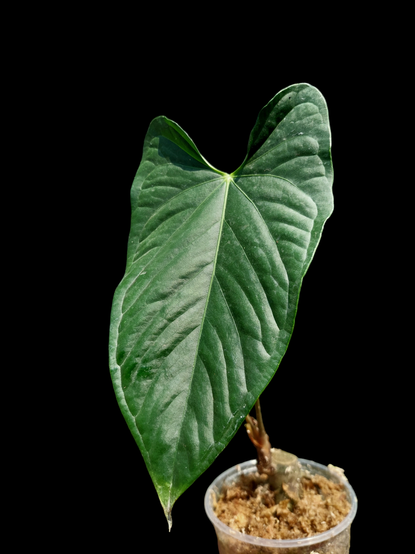 Anthurium sp. 'Peru Dark' (EXACT PLANT) A0265