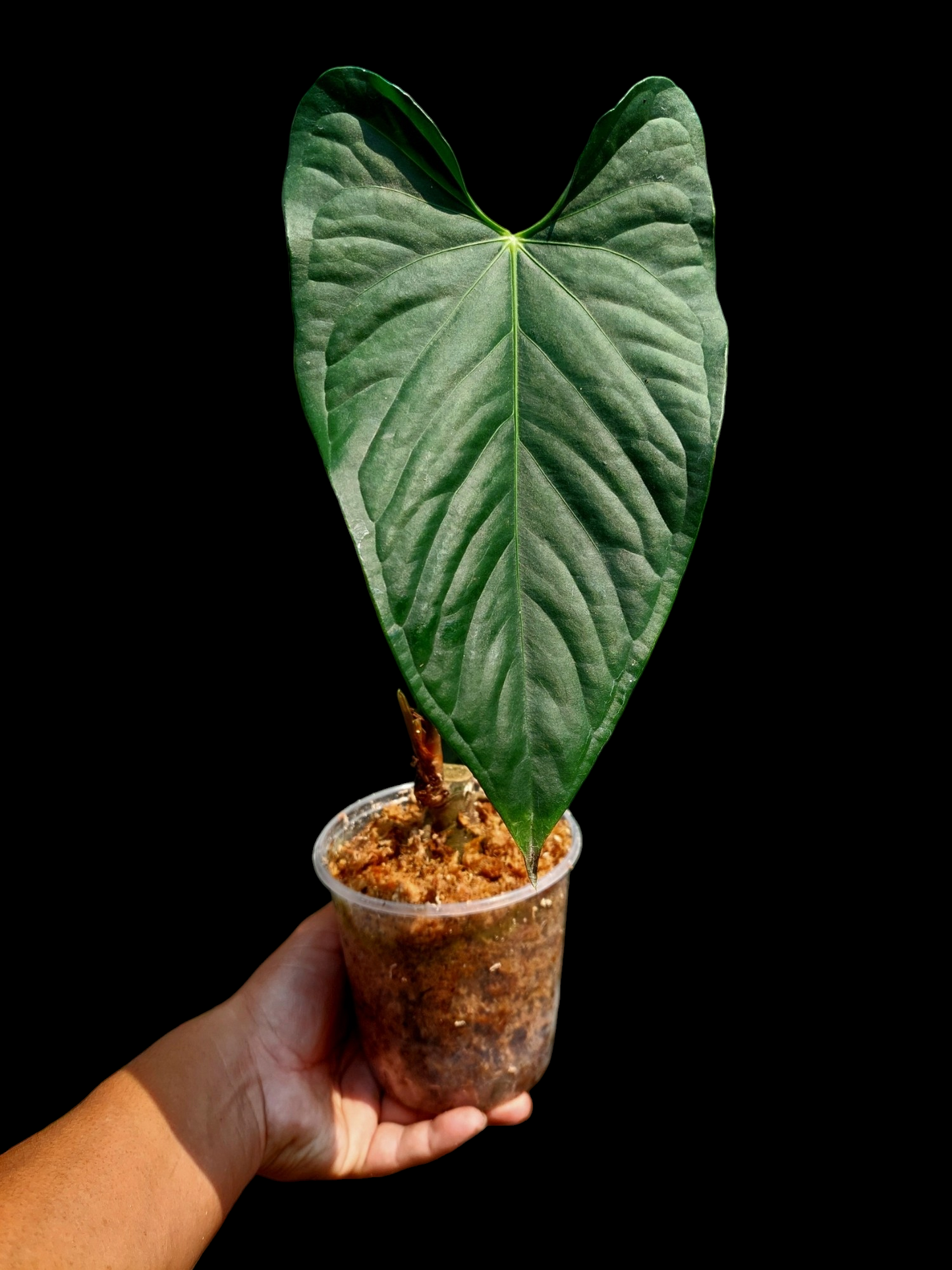 Anthurium sp. 'Peru Dark' (EXACT PLANT) A0265