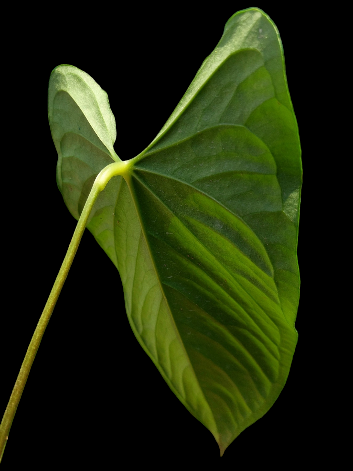 Anthurium sp. 'Peru Dark' (EXACT PLANT) A0265