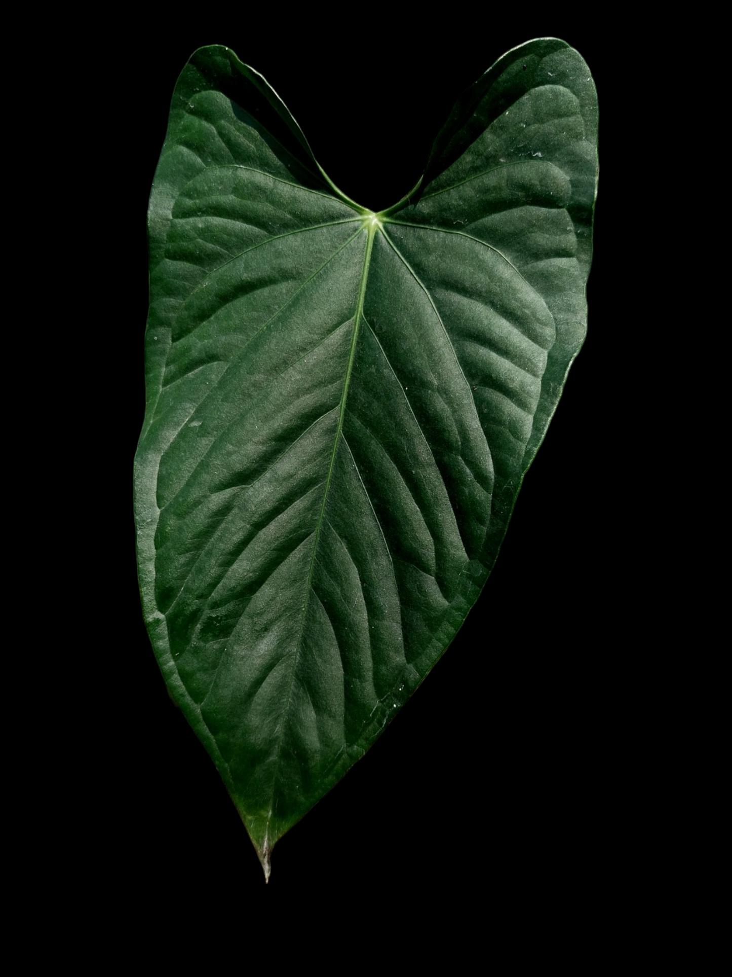 Anthurium sp. 'Peru Dark' (EXACT PLANT) A0265