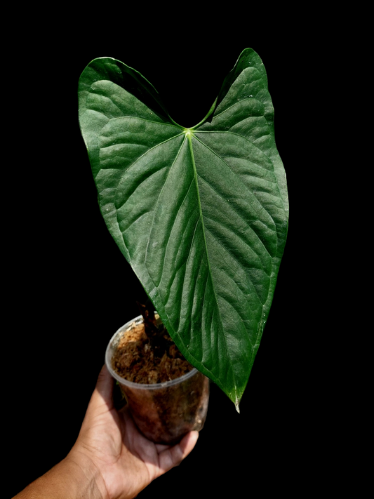 Anthurium sp. 'Peru Dark' (EXACT PLANT) A0265