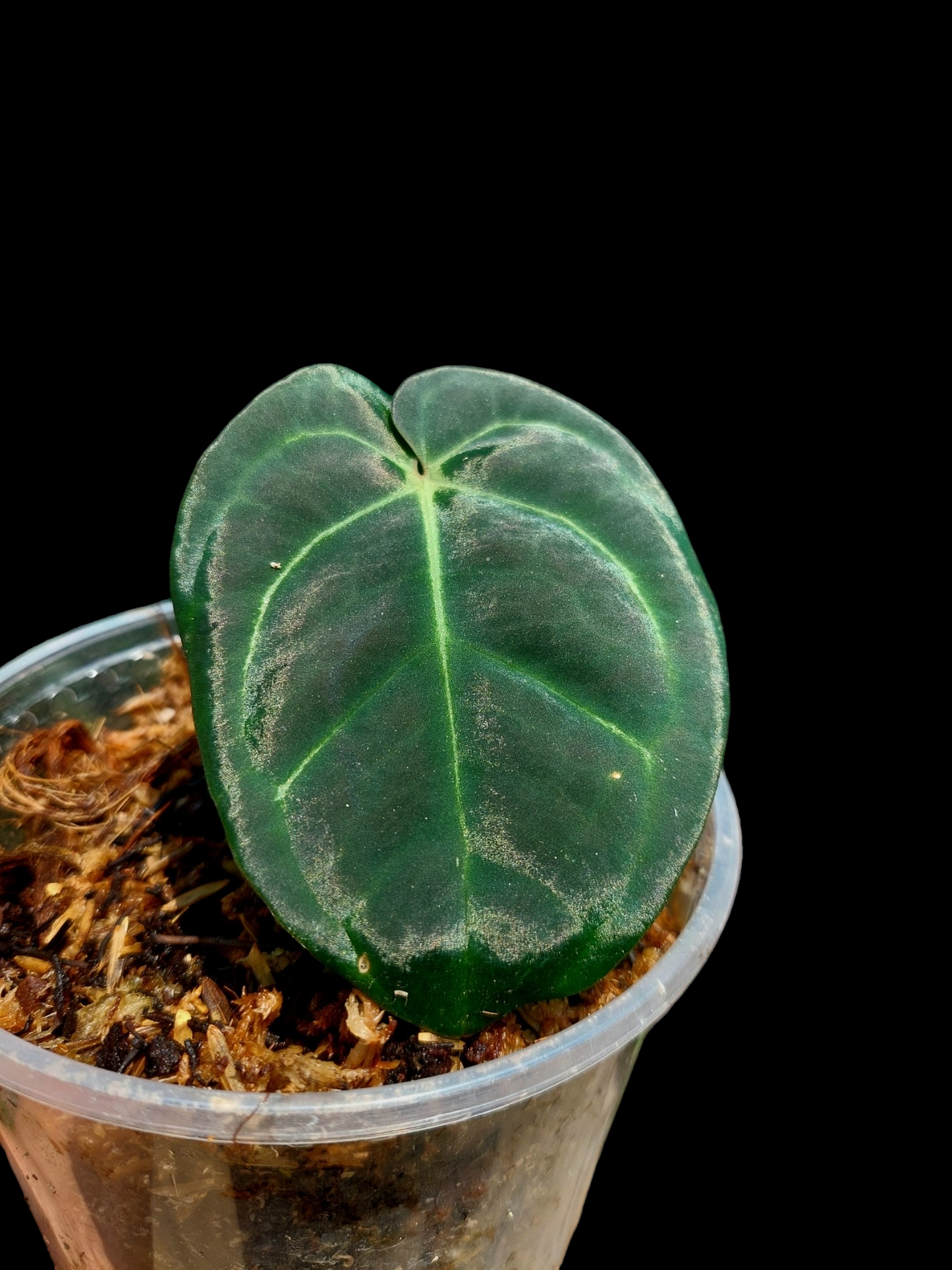 Anthurium Carlablackiae Small Size 2 Leaves Wild Ecotype Pure Specie (EXACT PLANT)