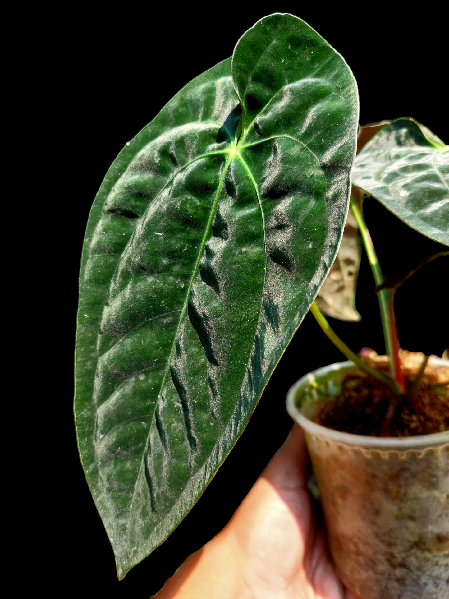 Anthurium Papillilaminum 'Portobelo' Wild Ecotype (EXACT PLANT)