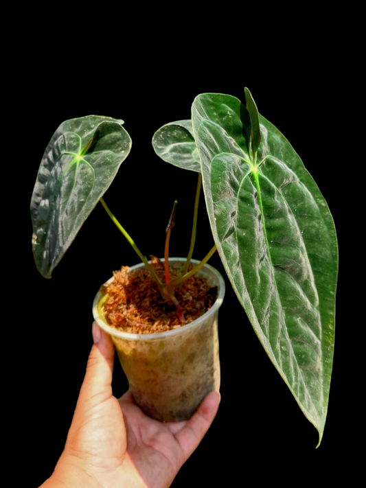 Anthurium Papillilaminum 'Portobelo' Wild Ecotype (EXACT PLANT)