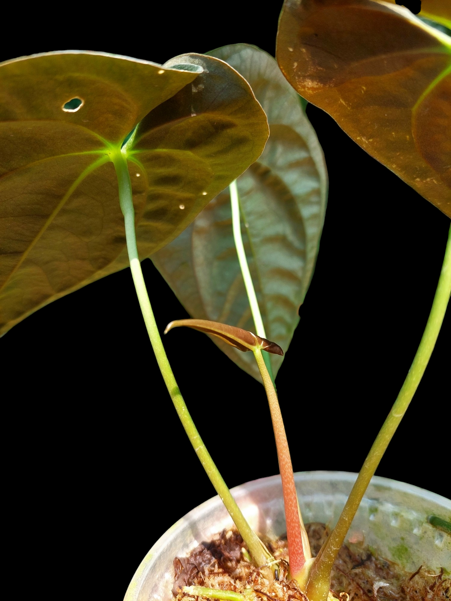 Anthurium Papillilaminum 'Portobelo' Wild Ecotype (EXACT PLANT)