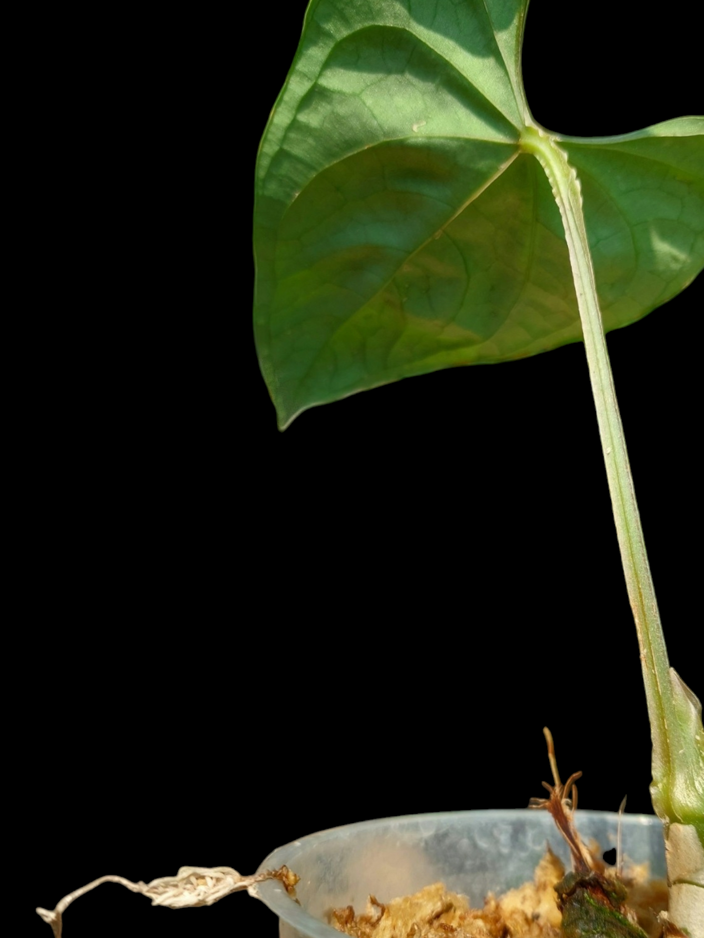 Anthurium sp. 'Huanuco Dark Velvet' Small Size (EXACT PLANT)