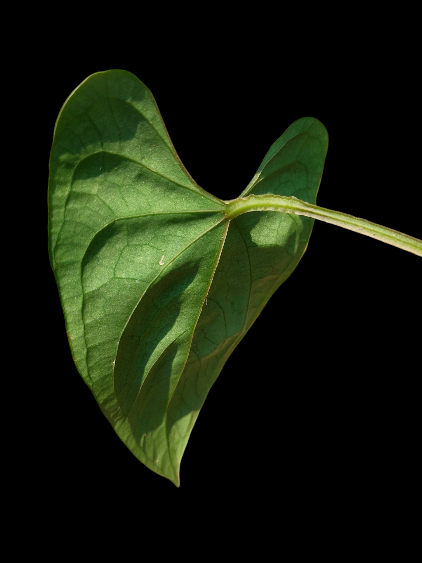 Anthurium sp. 'Huanuco Dark Velvet' Small Size (EXACT PLANT)