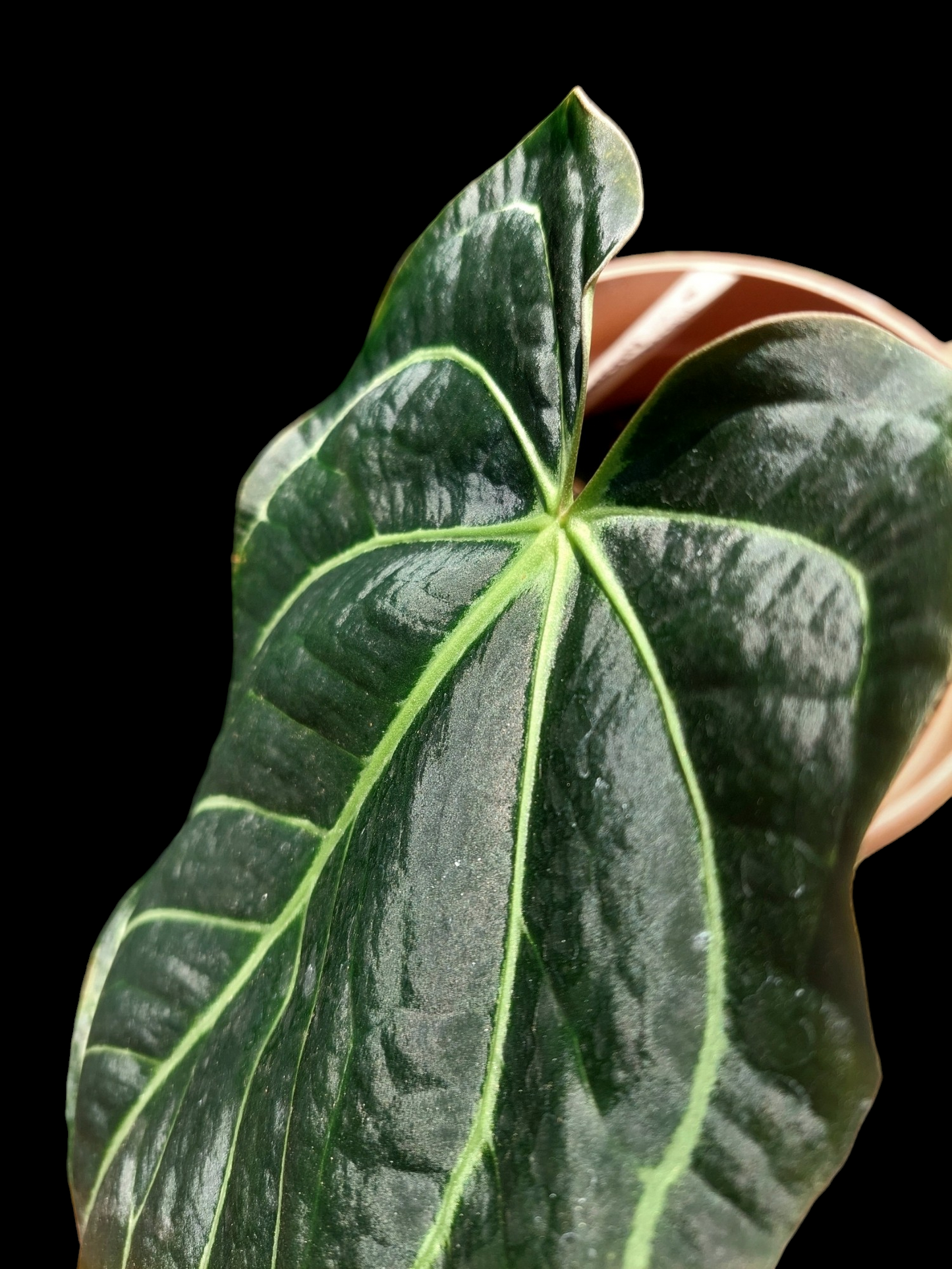 Anthurium Carlablackiae Wild Ecotype Pure Specie (EXACT PLANT)